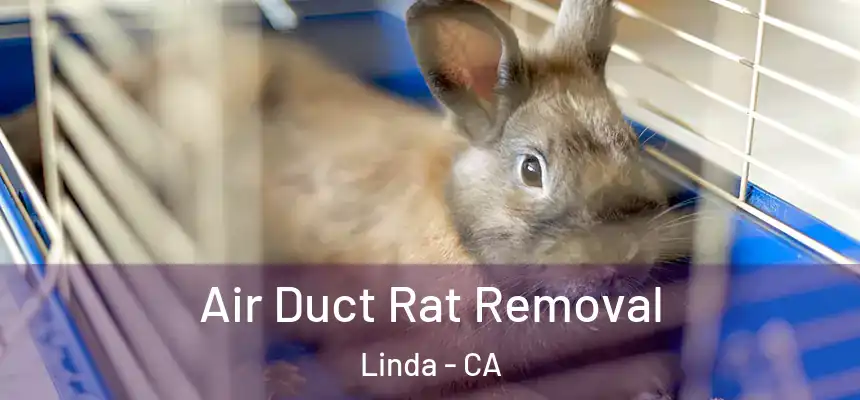  Air Duct Rat Removal Linda - CA